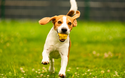 Why Is Your Dog Obsessed With The Ball & Playing Fetch?