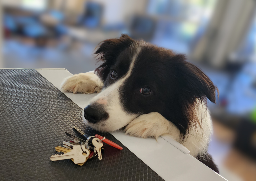 How To Teach Your Dog To Find Your Keys