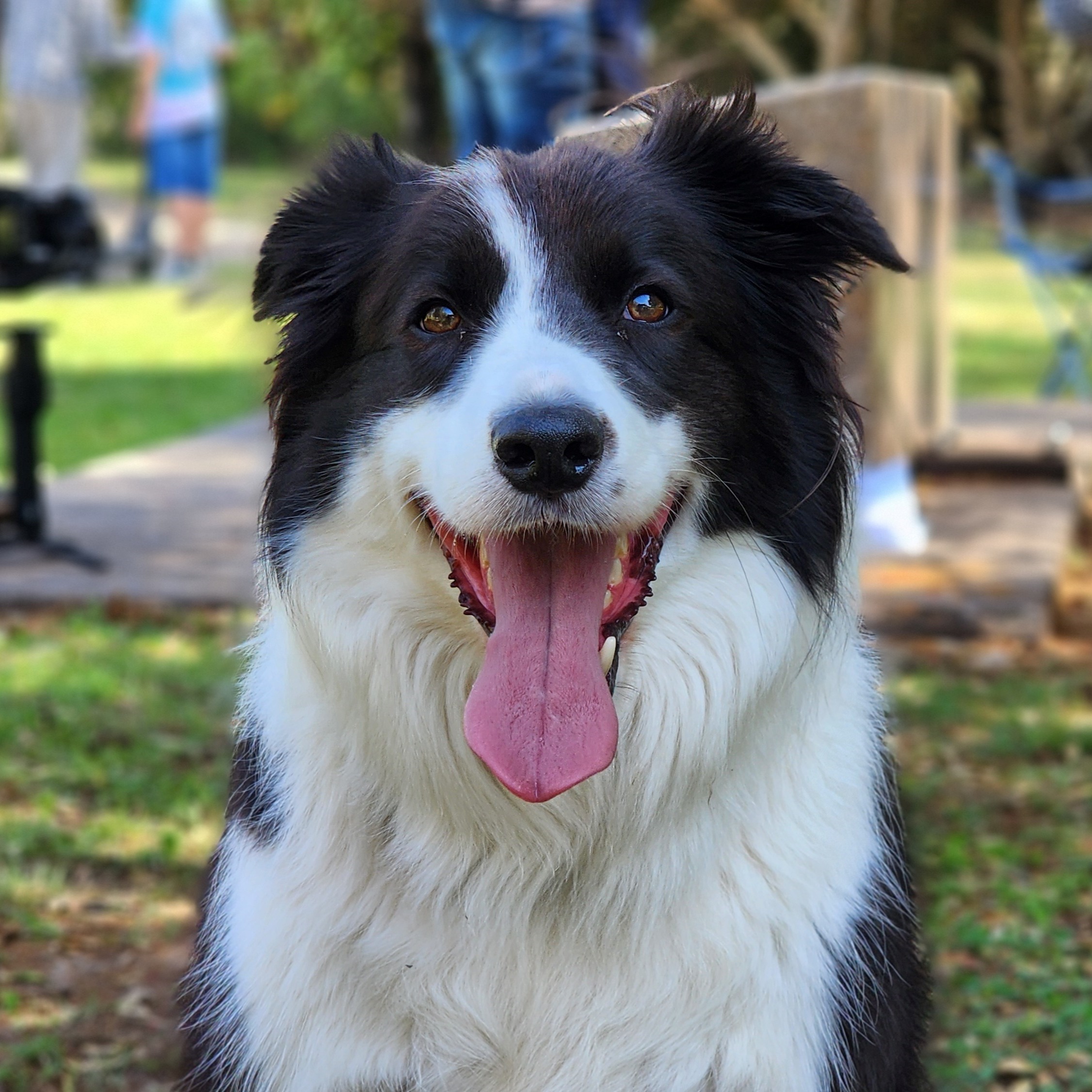 Charlotte Bryan - Frankie - Dog For Hire For Events Demos Charlotte Bryan - Frankie - Dog For Hire For Events Demos